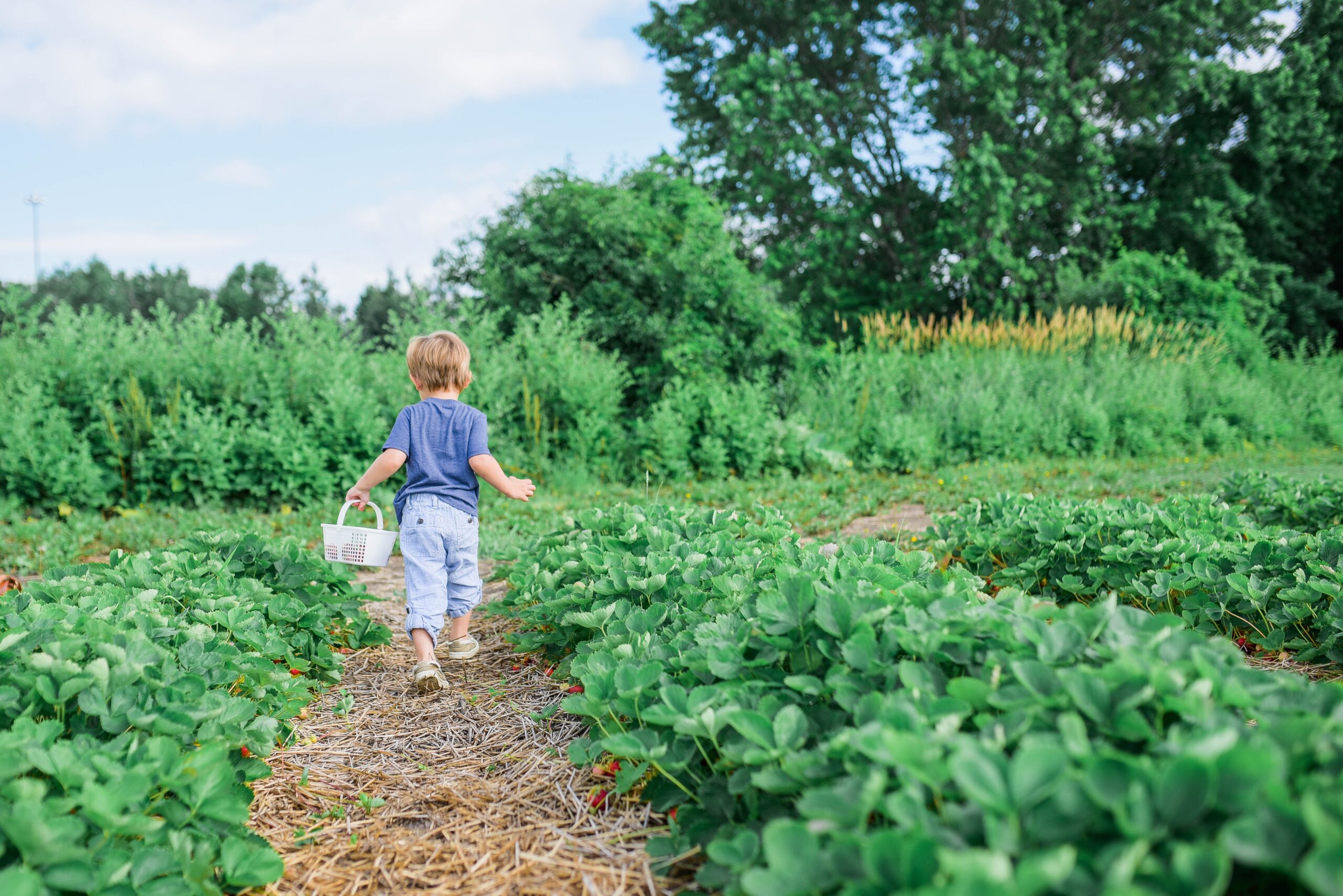 Pandemic Changed My Life #4 – I Stopped Weeding My Back Yard