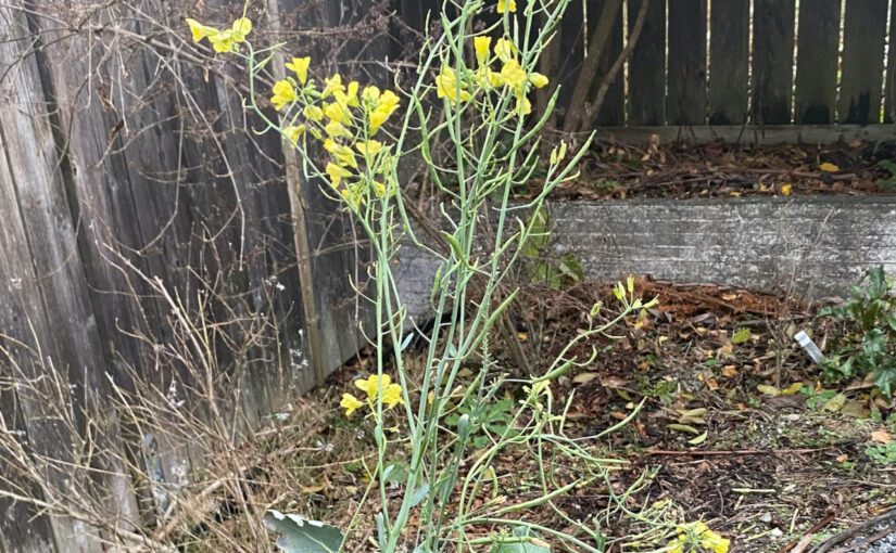 Broccoli Flowers, Brown leaves of Spirea and Maple