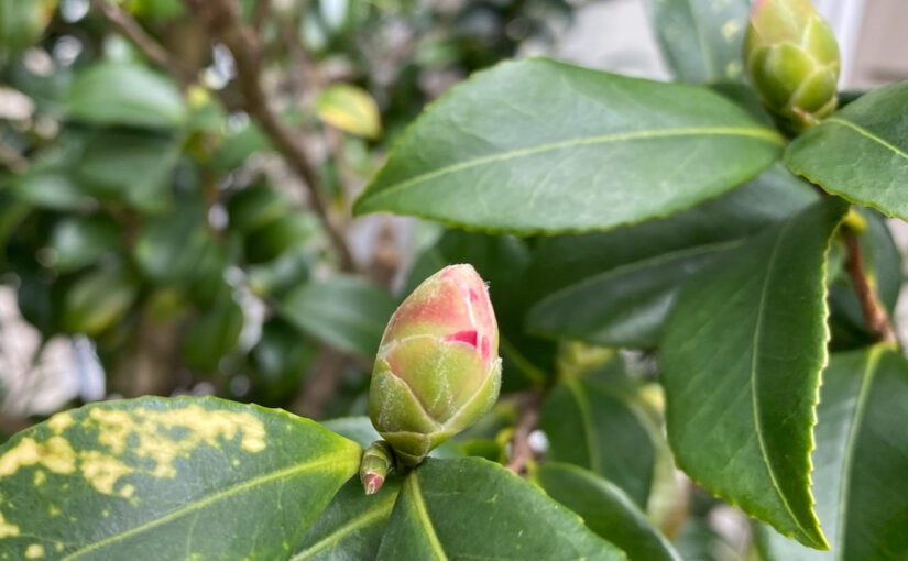 Time to Apologize to My Camellia Tree