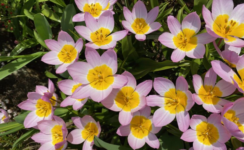 Flowers Are My Best Color Consultants!