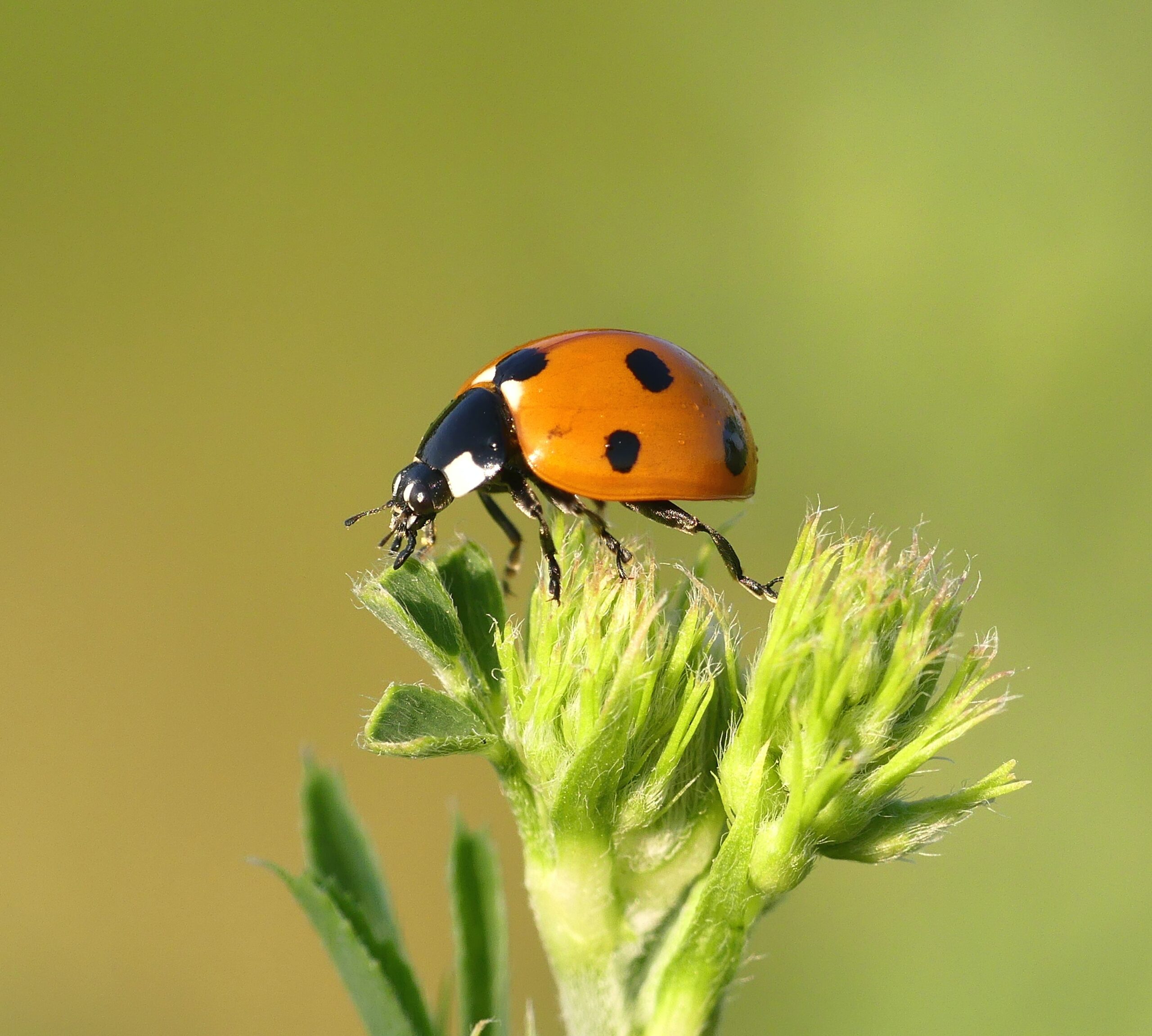 We Are Much Closer to Bugs than AI