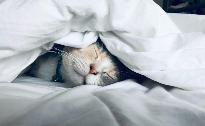 Do You Really Need an Alarm to Get Up in the Morning