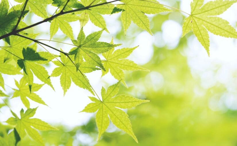 How Nature Inspired Japanese Waka Poetry   