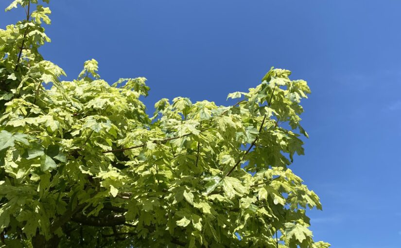 Cool Breeze – Rare In Japan’s Humid Summer