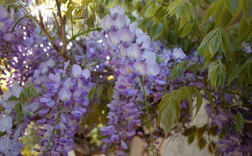 Three Dances with Wisteria Flowers