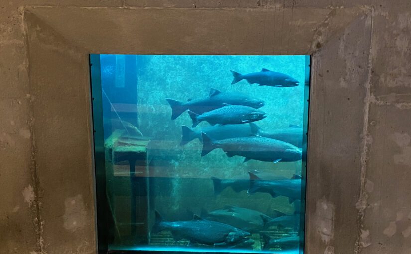 How Salmon Navigate Back Home